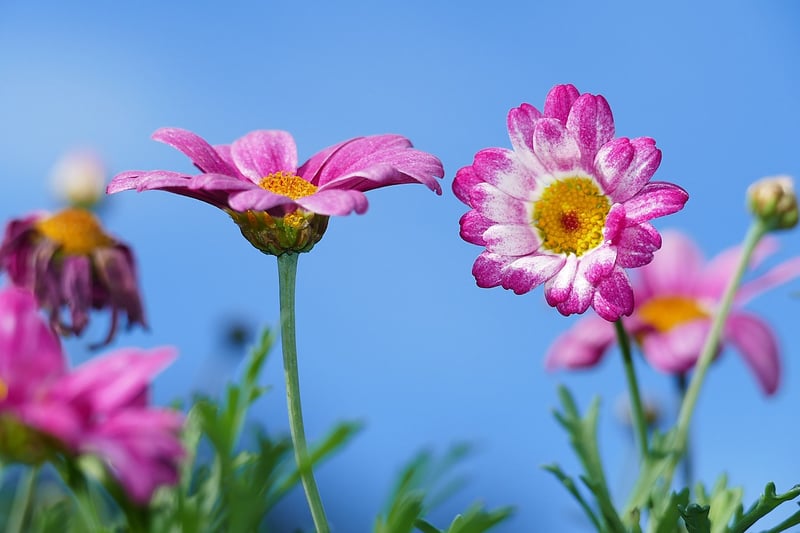 Native Plants